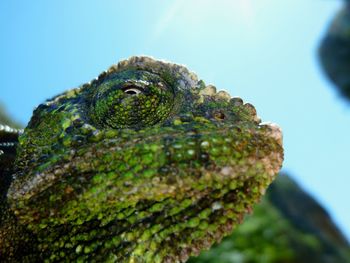 Close-up of lizard on rock against sky