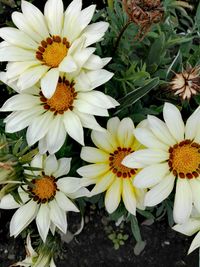 Close-up of yellow flowers blooming outdoors