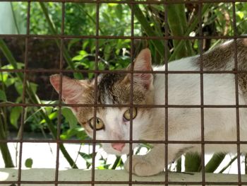 Close-up of cat outdoors