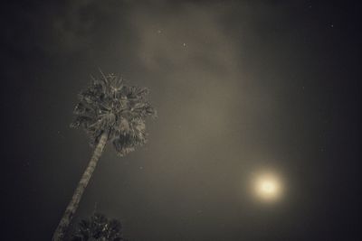 Low angle view of palm tree against sky at night