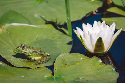 Close-up of lotus water lily in lake