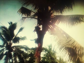 Low angle view of palm trees against sky