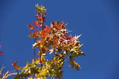 Low angle view of flowering plant against blue sky