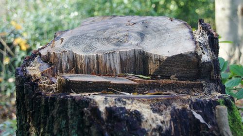 Close-up of wooden door