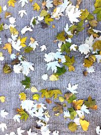 Close-up of maple leaves on plant during autumn