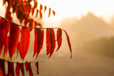 Low angle view of red hanging against sky