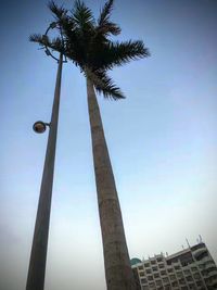 Low angle view of palm tree against sky