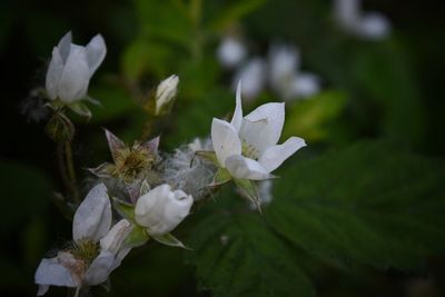 Close-up of white flowers