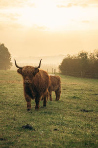 Cow standing on grassy field