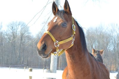 Close-up of horse against sky