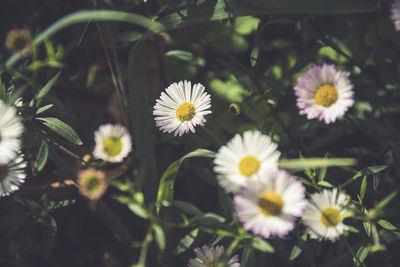 Close-up of white daisy flowers