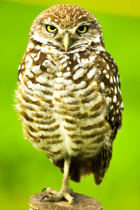 Close-up of owl perching