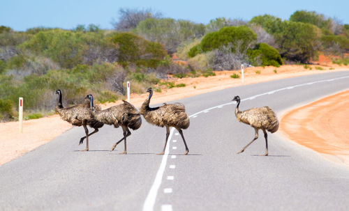 Birds on road