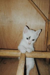 High angle view of cat on wooden floor