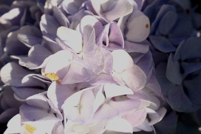 Close-up of flowers