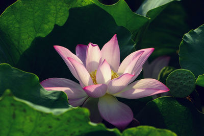 Close-up of pink water lily in lake