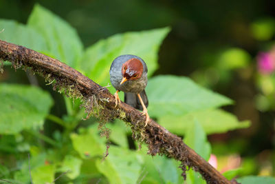 Close-up of small lizard on branch