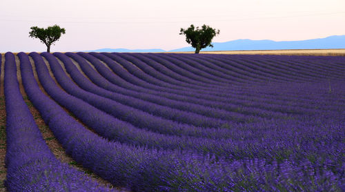 Scenic view of farm against sky