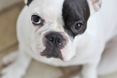 Close-up portrait of dog