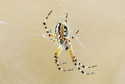 Spider on web