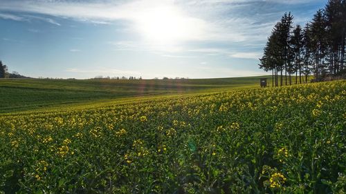 Scenic view of agricultural field against sky