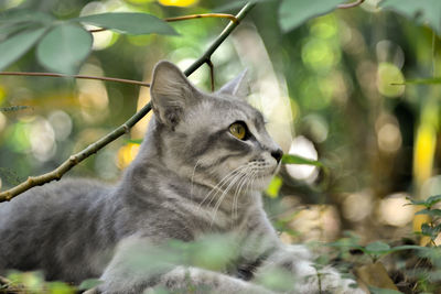 The cat in the forest