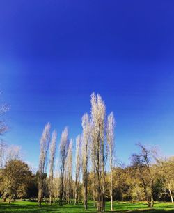 Trees on field against clear blue sky