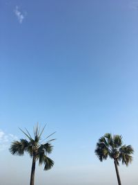 Low angle view of palm trees against clear blue sky