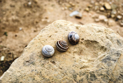 Close-up of snail on rock