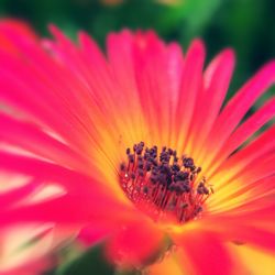 Close-up of pink flower