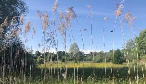 Panoramic shot of trees on field against sky