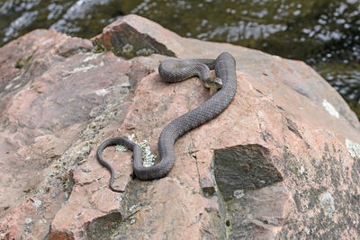 Northern water snake basking on a lakeshore  on lake george in killarney provincial park in ontario