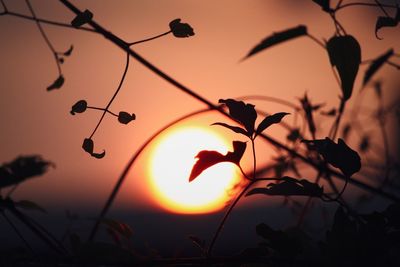 Low angle view of silhouette plant against orange sky during sunset