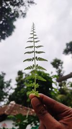Close-up of hand holding plant against sky