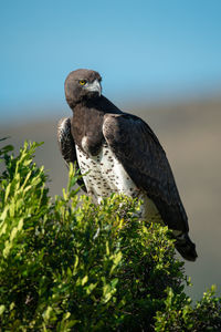 Martial eagle perched on bush turning head