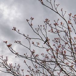 Low angle view of flowering plants against sky