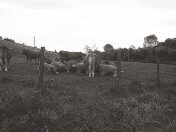 View of horses grazing on field against sky