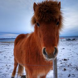 Horse looking away