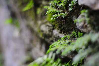 Close-up of ivy growing on tree