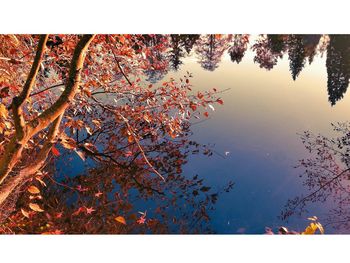 Reflection of trees in water