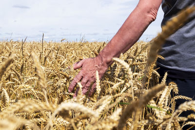 An adult unrecognizable man on a farm field is touching ears of ripe cereals. harvesting,. 