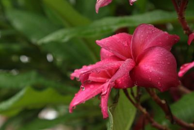 Close-up of wet red rose flower