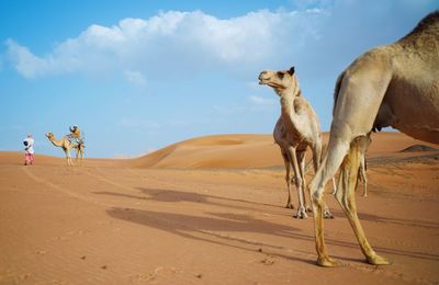 Camels and riders