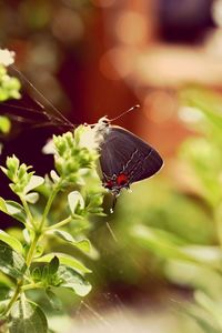 Close-up of insect on plant