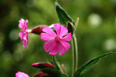 Close-up of pink flowering plant