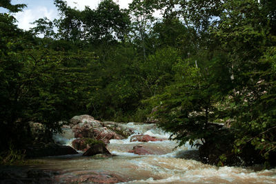 Scenic view of waterfall in forest