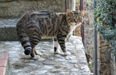 Portrait of cat standing against wall