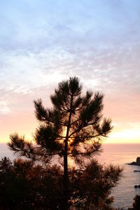 Silhouette tree by plants against sky during sunset