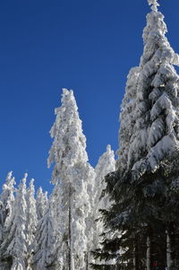 Low angle view of frozen trees against clear blue sky