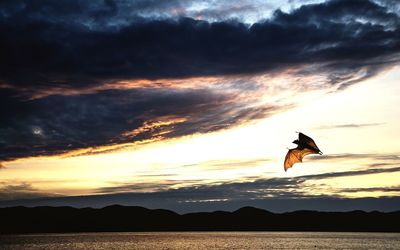 Bat flying over lake against sky during sunset